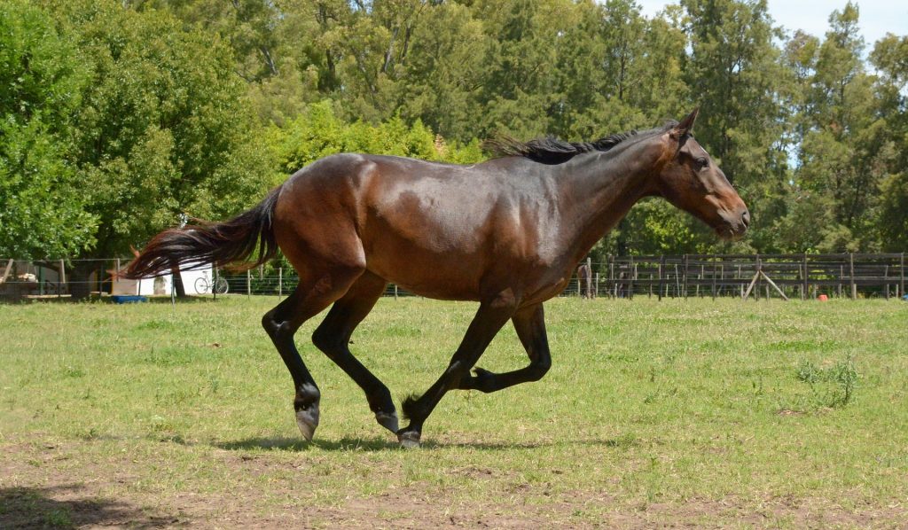 horses for dr. tenpenny equine encephalitis