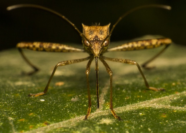 Kidney Insect Dengue Fever (Part 2): Why Are Simultaneous Outbreaks Occurring ...